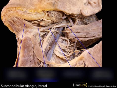 Submandibular Triangle Diagram | Quizlet