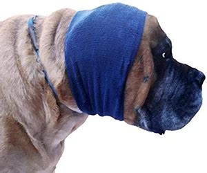 Dog Ear Hematomas: Signs, Treatment & Prevention - Canine Journal