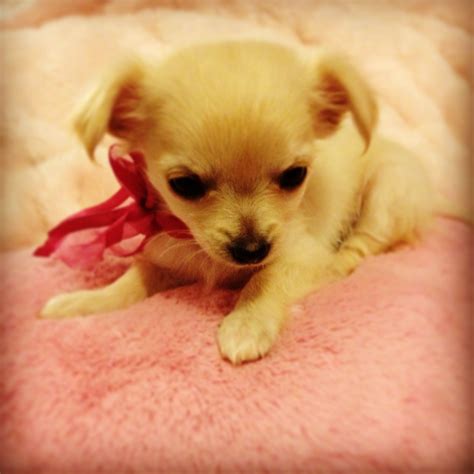 53+ Dog Breeds Chihuahua Image - Bleumoonproductions