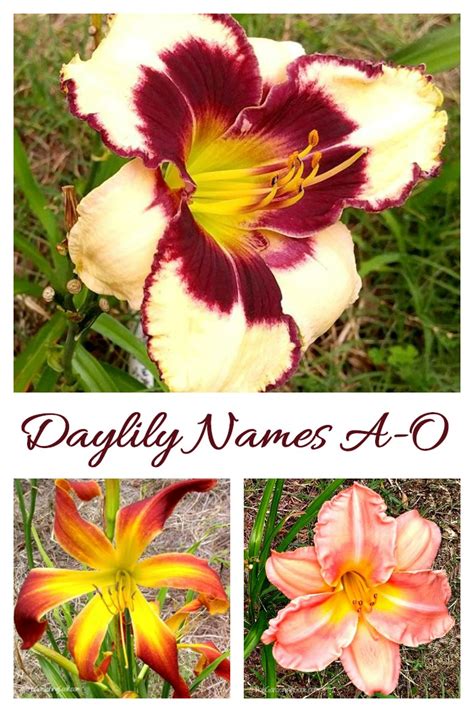 Daylily Photo Gallery - Names of Many Popular Daylily Varieties