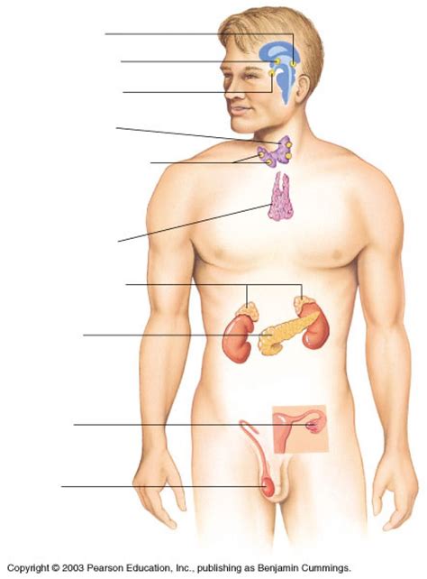 Endocrine System Diagram Unlabeled - Anatomy Body Gallery | Endocrine system, Endocrine, Physiology