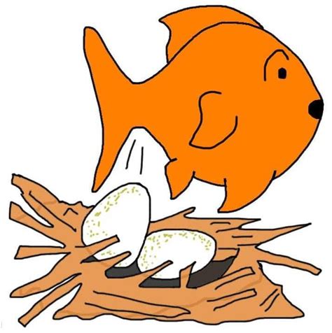 Breeding Goldfish: How to breed goldfish and look after goldfish fry