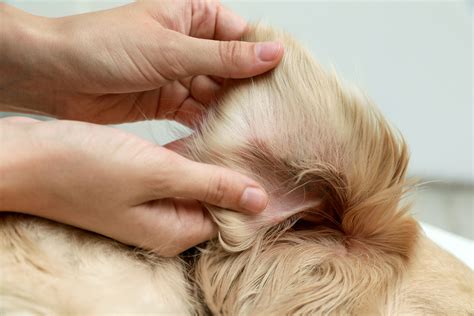 Should you pluck your dog's ear hair?