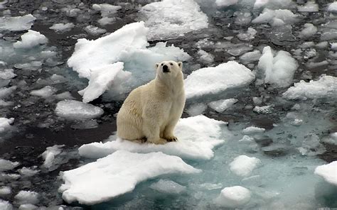 Polar Bear Sitting On Ice Wallpaper 00482 - Baltana