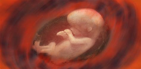 Explainer: what are womb transplants and who could they help?