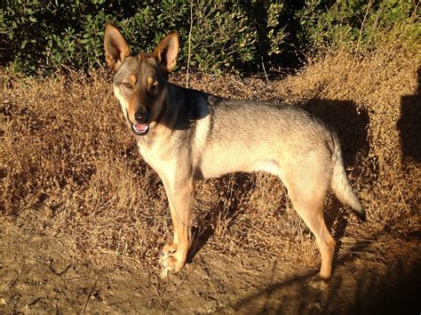 Roomba the coydog...my sniglet! | Puppy face, Dog breeds, Dog boarding