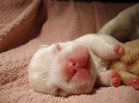 The dog in world: sleeping newborn puppy very lovely