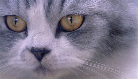 Closeup Face Of Persian Cat Free Stock Photo - Public Domain Pictures