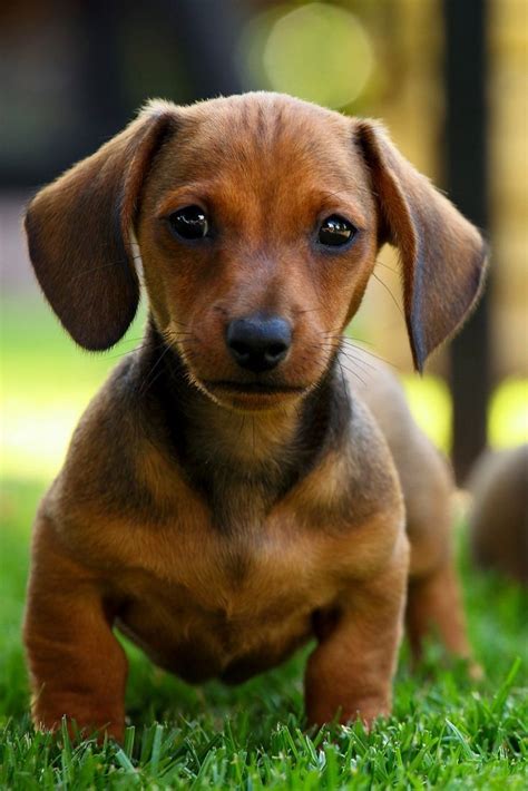 Are Wiener Dogs Low Maintenance - Semi Short Haircuts for Men