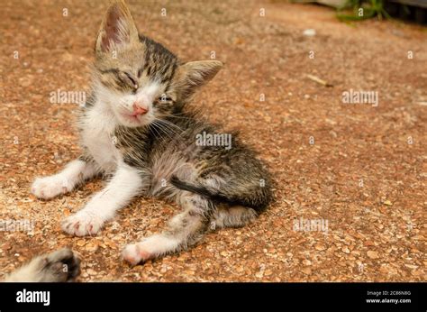 Sick Weak Kitten Stock Photo - Alamy