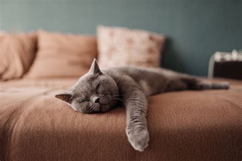 What Your Cat's Sleeping Position Reveals About Their Health and ...