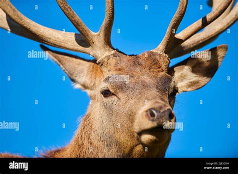 Red deer (Cervus elaphus) stag in the alps, Wildlife Park Aurach ...