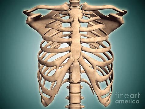 Did anyone got an X-ray recently to check how their rib cage is doing? : MandelaEffect