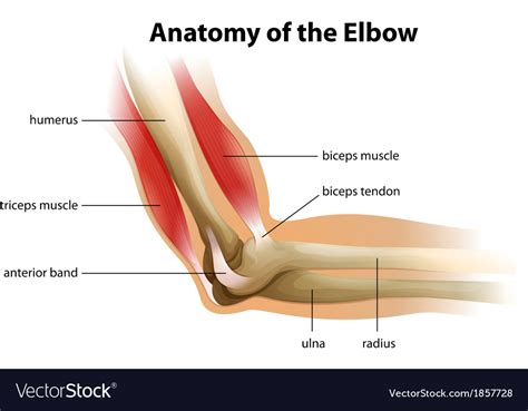 Anatomy of the human elbow Royalty Free Vector Image