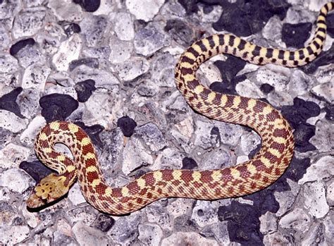 Sonoran Gopher Snake, west Texas - a photo on Flickriver