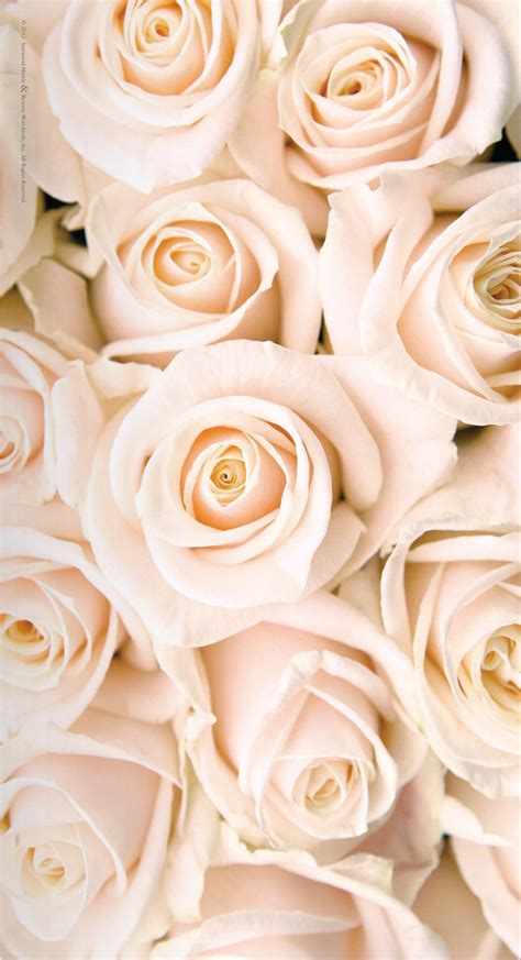 Rose gold roses ⊱╮ | ♔ Rose Gold • Blush ♔ | Pinterest | Pale pink, Pink roses and Rose