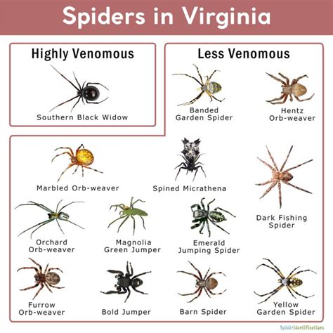 Spiders in Virginia: List with Pictures