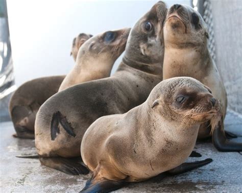 Sea Lion Pup-date Brings Good News: Strandings Are Declining | WIRED