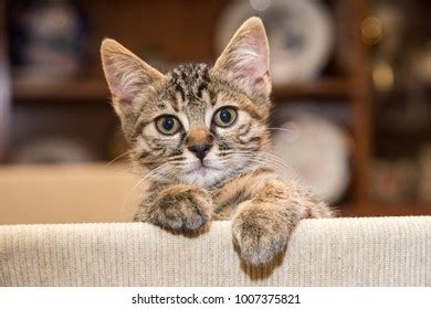 Cut Baby Tabby Kitten Playing Stock Photo 1007375821 | Shutterstock