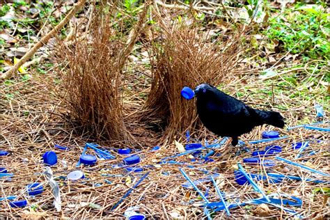 Satin bowerbirds: the obsessive-compulsive bachelors of the animal kingdom