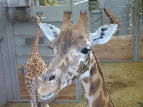 Kordofan Giraffe at Planckendael Jan 09 - ZooChat