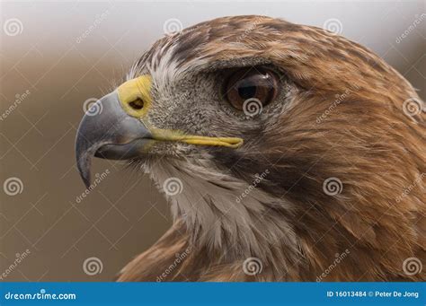 A Closeup of a Falcon Looking for Prey Stock Photo - Image of hunger ...