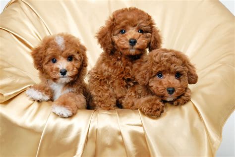 Cute Puppies Wallpaper HD (55+ images)