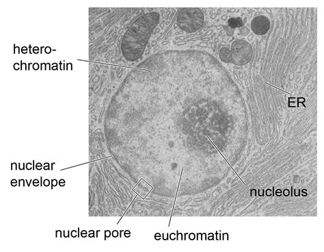 Cell Nucleus - function, structure, and under a microscope - Rs' Science