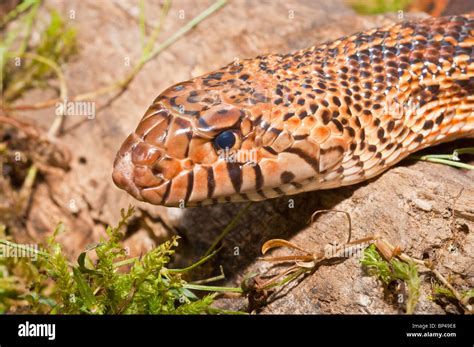 West Texas bull snake, Pituophis catinefer sayi, native to southern ...