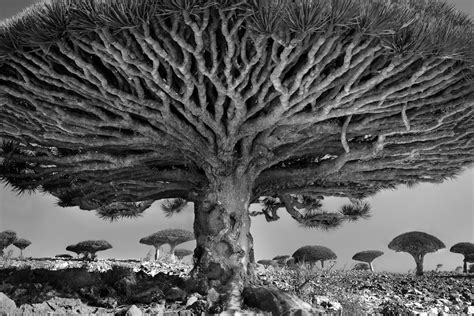 Photographing the Biggest, Oldest, and Rarest Trees on Earth