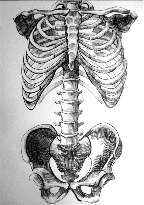 Pin by C S on Drawing | Skeleton drawings, Anatomy art, Human anatomy art