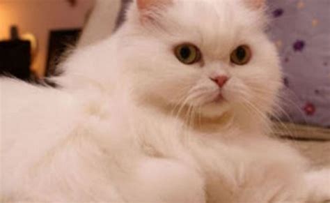 7 Jenis Kucing Persia yang Bagus dan Populer di Indonesia!