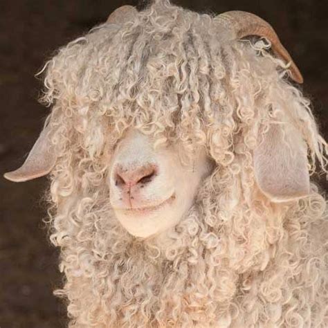 What is Mohair? | HiBearNation