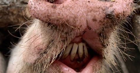 Pig Teeth: Everything You Need to Know - A-Z Animals