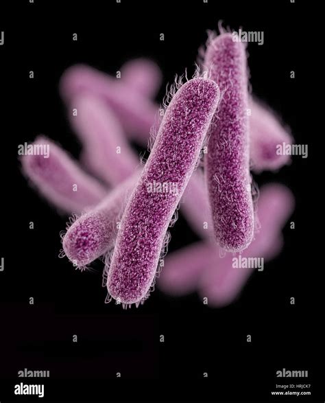 La bactérie Shigella pharmacorésistante, modèle 3D Photo Stock - Alamy