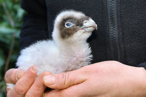 FLYING THE NEST: Adopted Vulture Chick Released Into The Wild - News ...