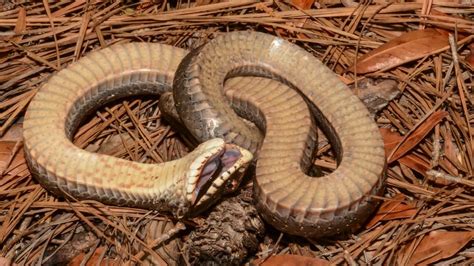 Hognose Snakes (9 Amazing Facts And Complete Care Guide) (2022)