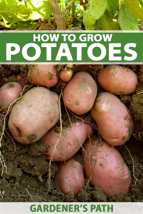 How to Plant and Grow Potatoes | Gardener’s Path (2024)