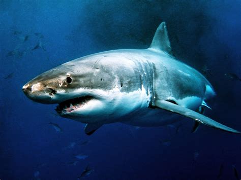 Great White Sharks In Captivity - Viewing Gallery