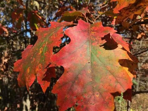 Iowa Fall Colors- 10 Places to Enjoy Fall Foliage in Iowa