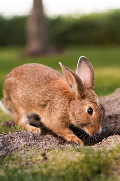 Rabbit Symbolism: The Spiritual Meanings of Rabbit