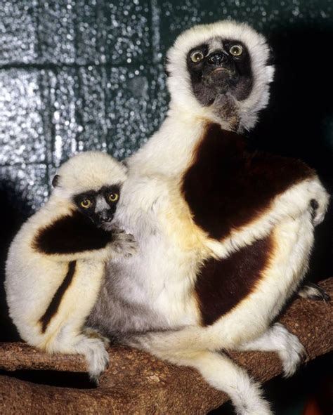 Jovian, Star of Zoboomafoo, Passes at Duke Lemur Center - ZooBorns