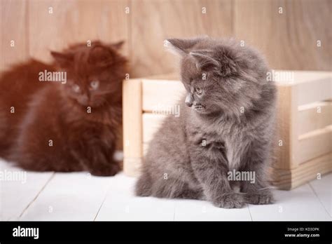 Kurilian Bobtail kittens Stock Photo - Alamy