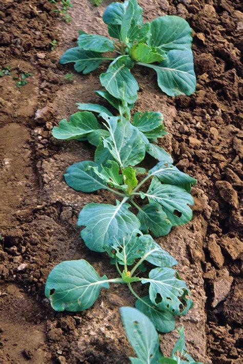 How to Control Cabbage Loopers | Gardener’s Path