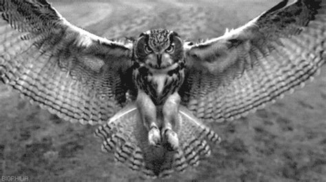 Owl Flying GIFs - Find & Share on GIPHY