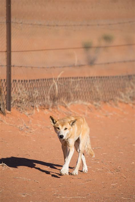 The dingo fence from space: satellite images show how these top predators alter the desert ...