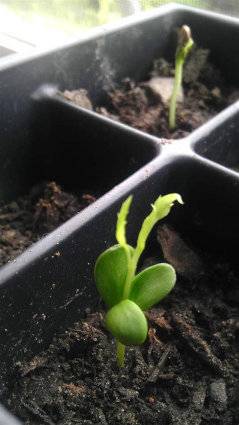 A Homestead by the Beach: Can starting fruit seeds really be that easy ...