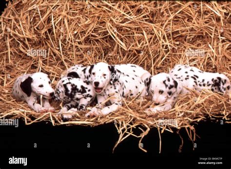 101 DALMATIANS -1996 Stock Photo - Alamy