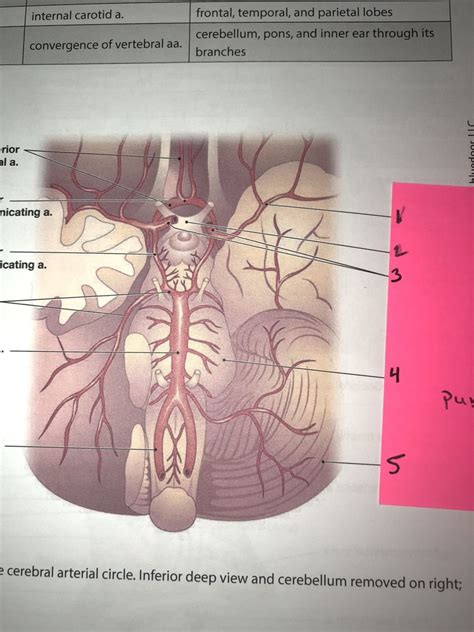 cerebral circulation Diagram | Quizlet