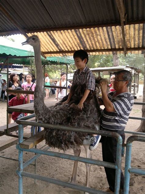 Desaru Ostrich Farm | Discover Cute Chickaboo In Johor Bahru